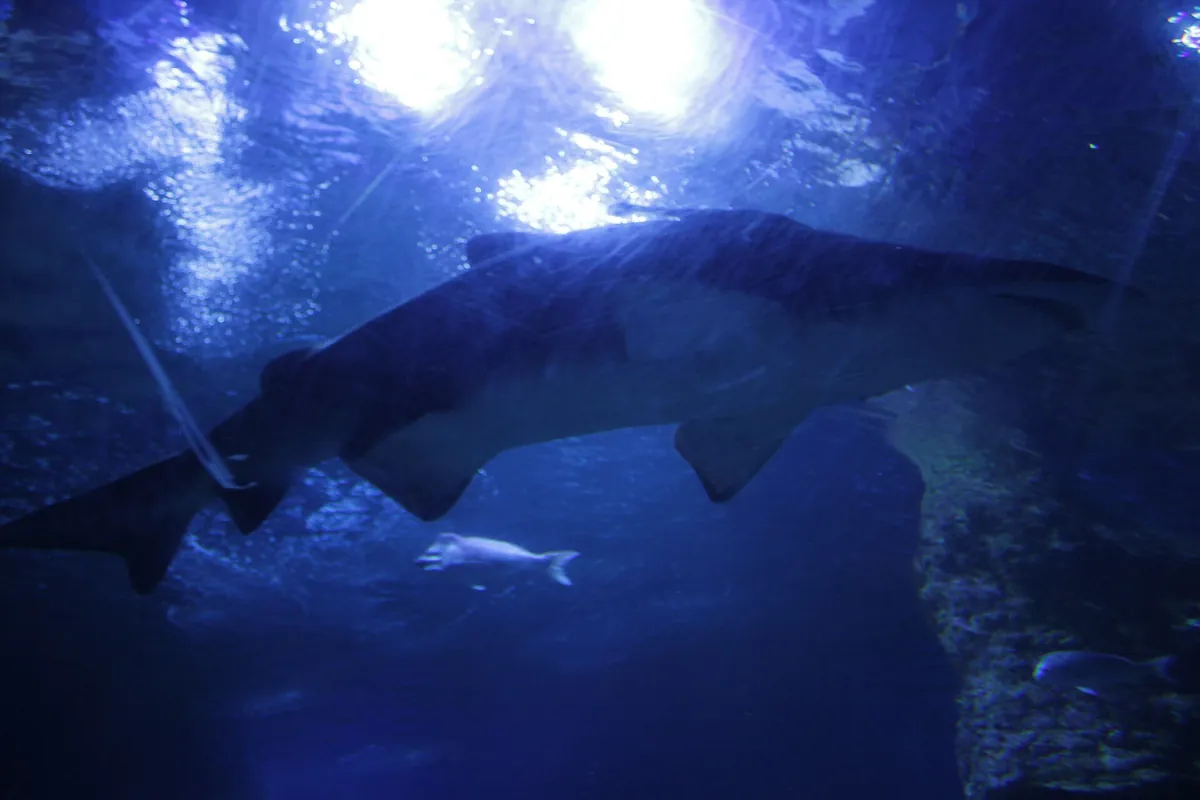Aquarium of Western Australia