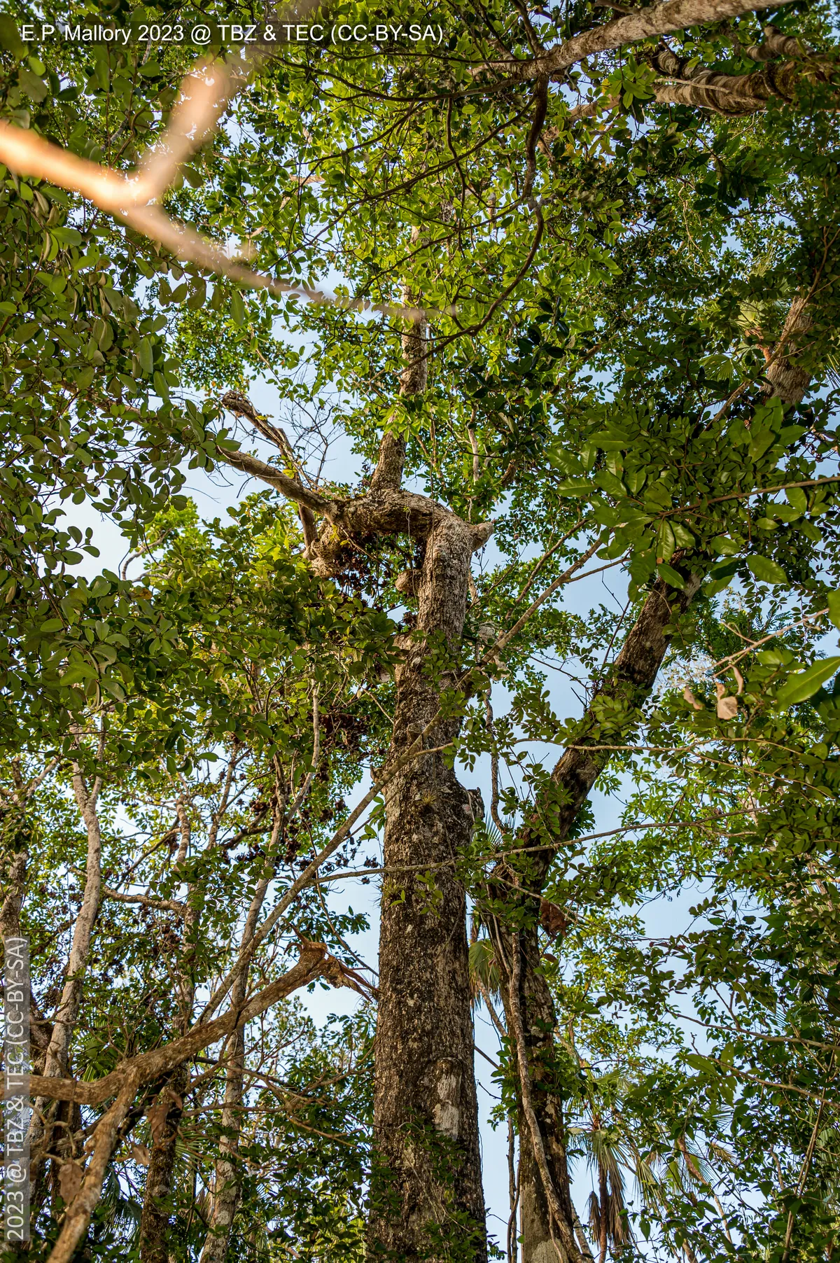 Belize Zoo