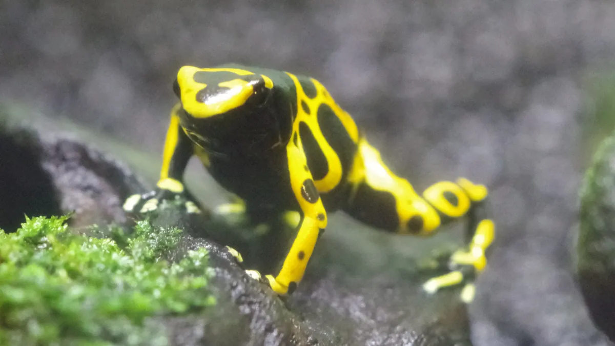 Nagoya Higashiyama Zoo