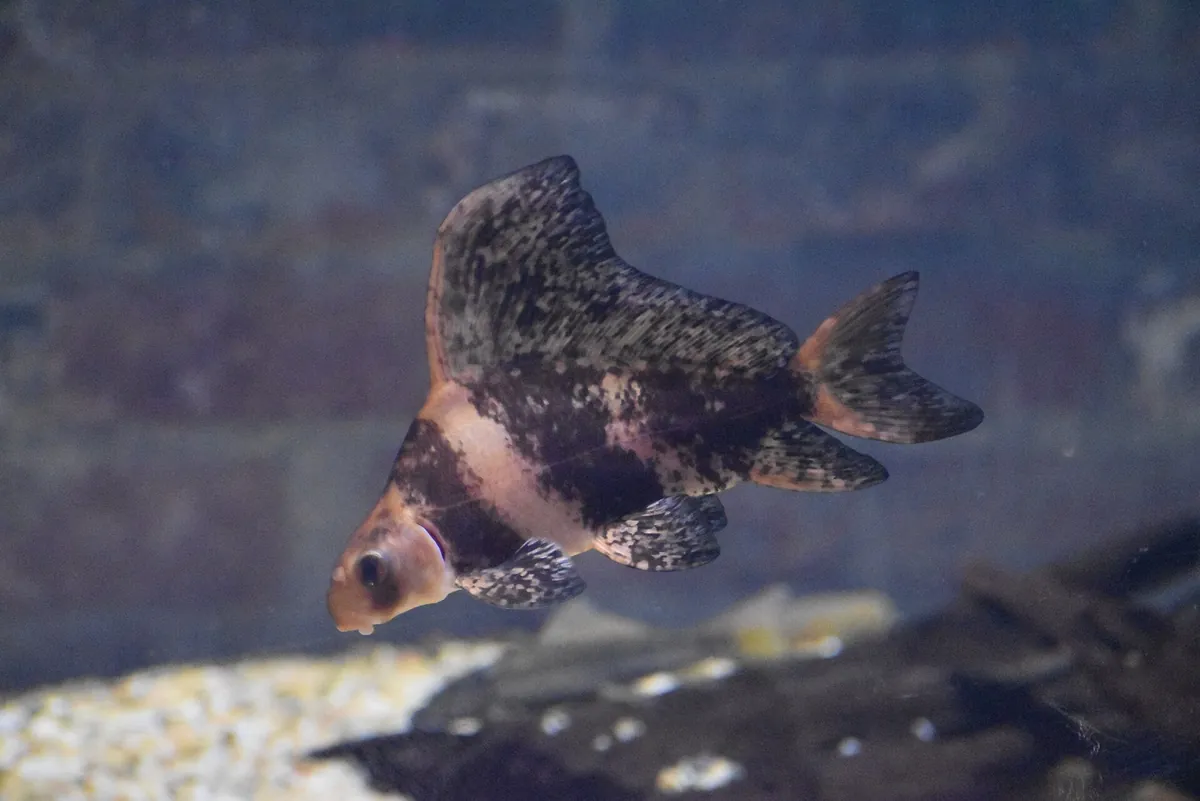 Greater Cleveland Aquarium