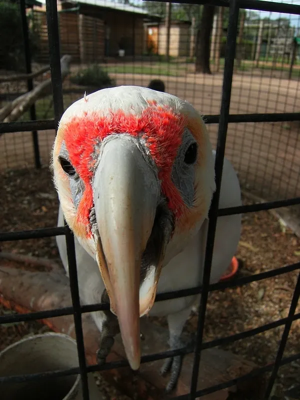 Hunter Valley Wildlife Park