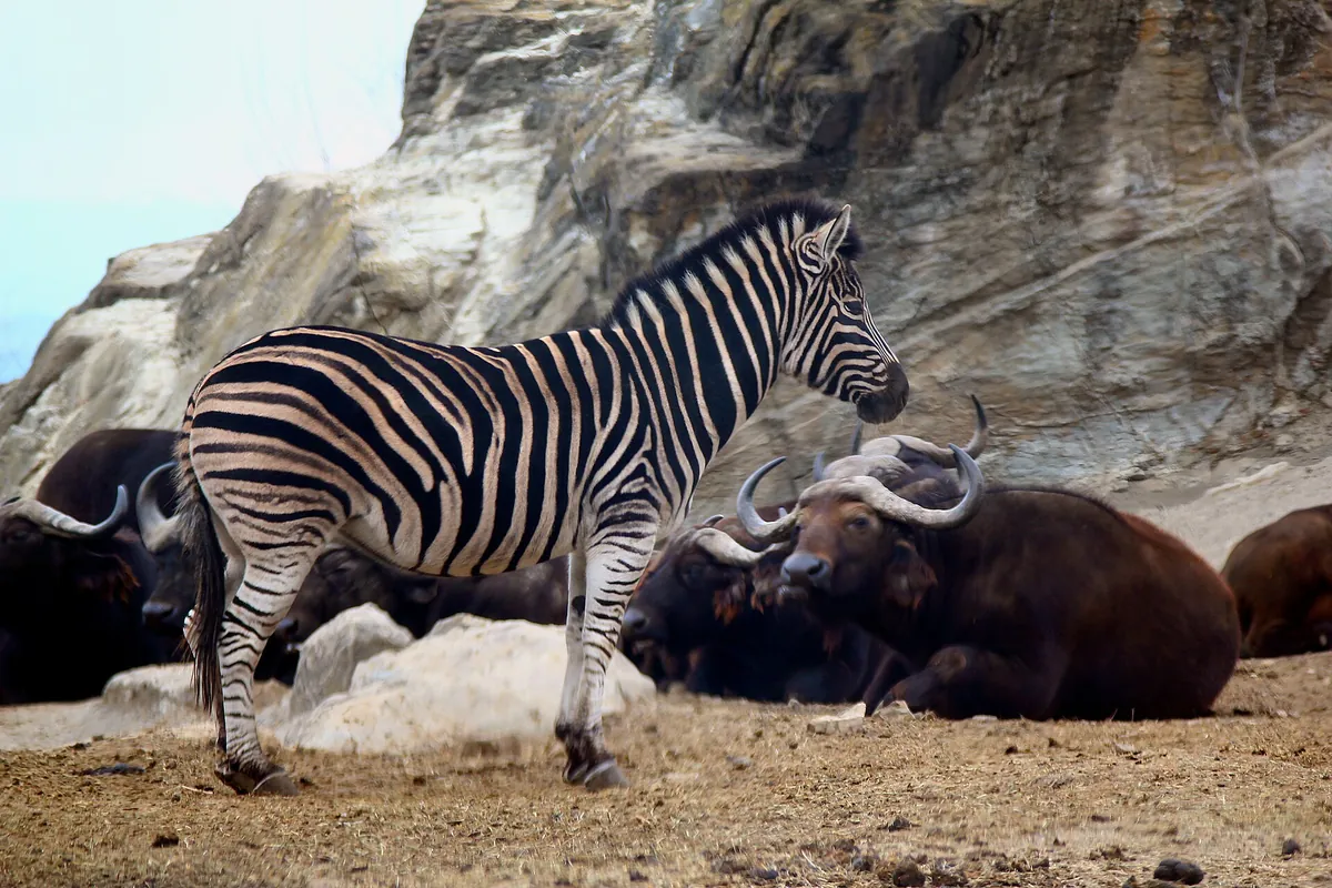 Gunma Safari Park