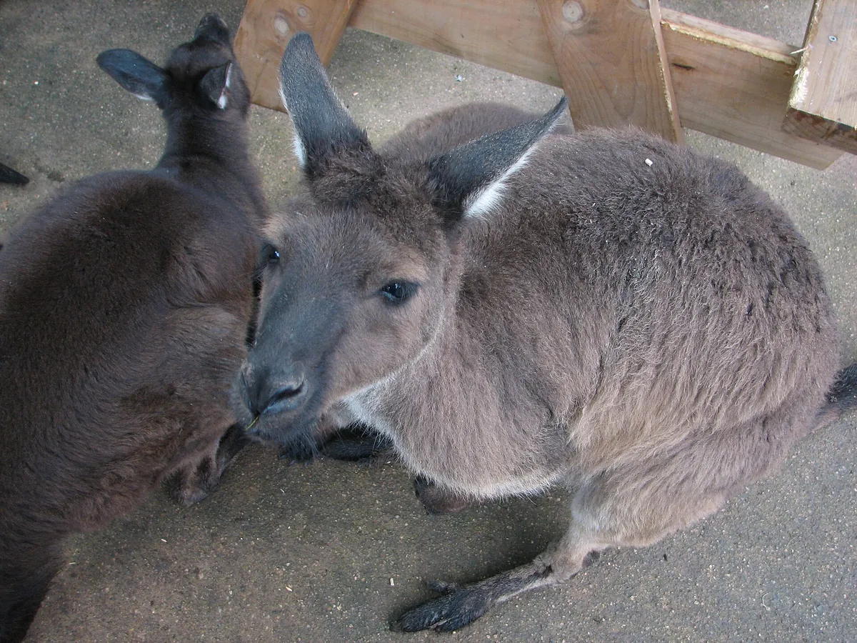 Ballarat Wildlife Park