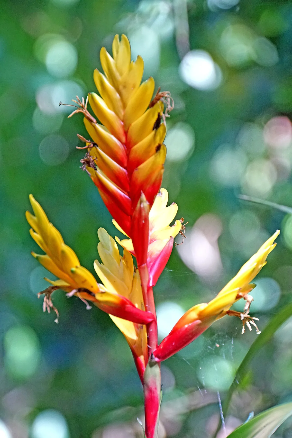 Parque das Aves