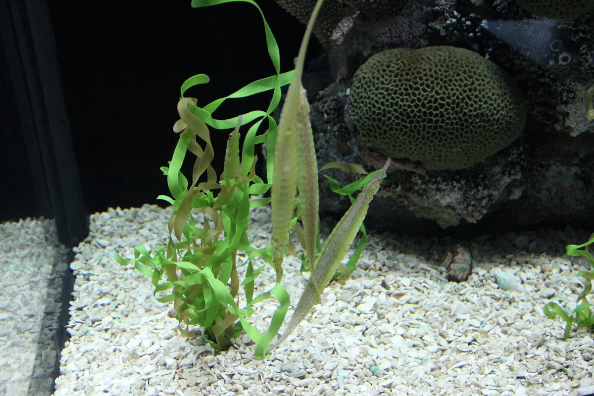 Tennessee Aquarium