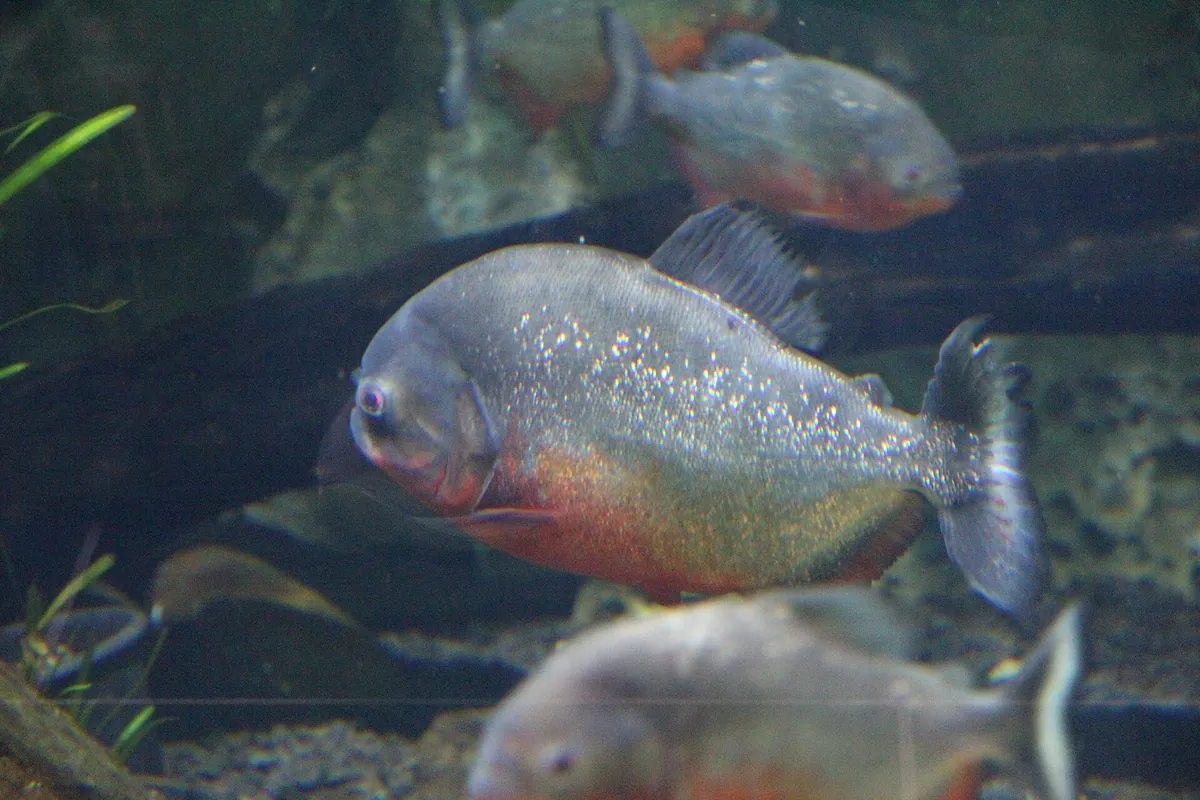 Cala Gonone aquarium