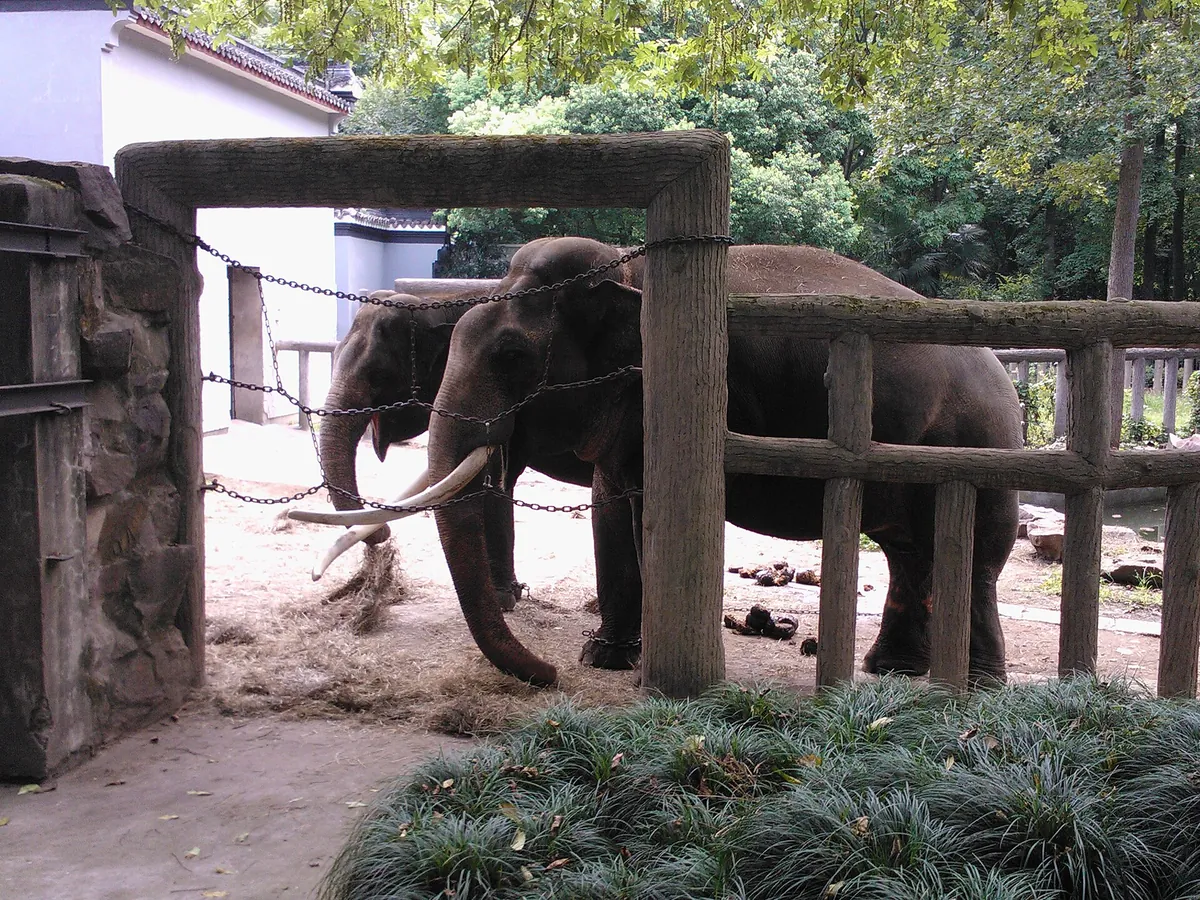 Hangzhou Zoo