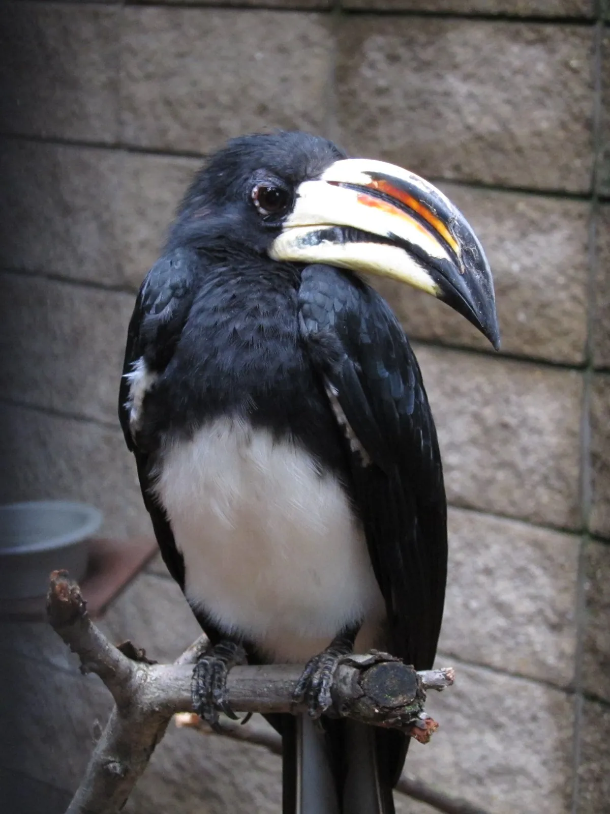 Potawatomi Zoo