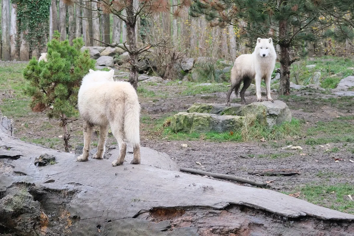 ZooParc de Beauval