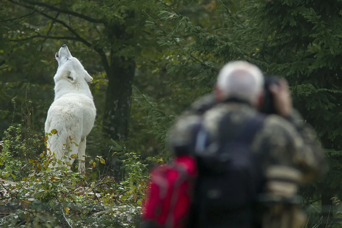 Parc animalier de Sainte-Croix