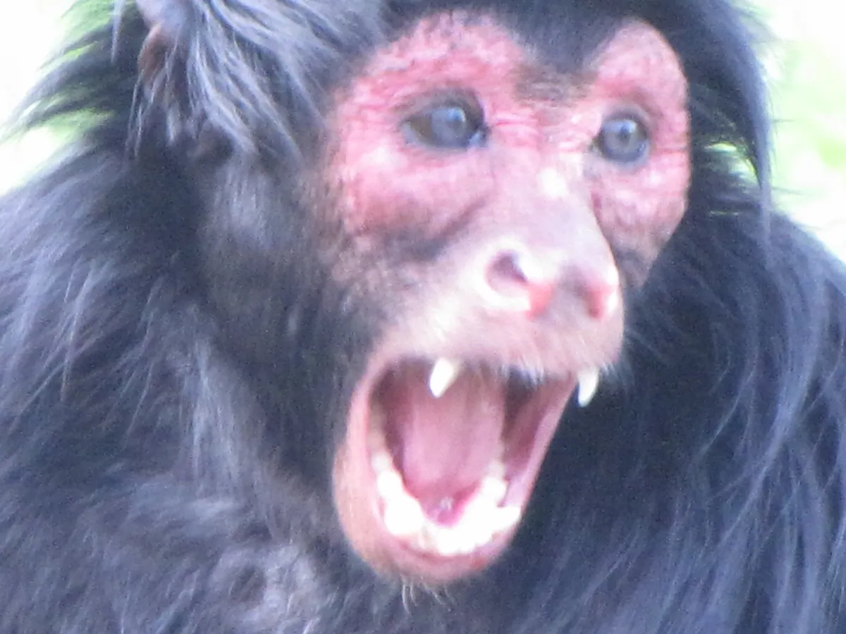 Zoológico do CIGS