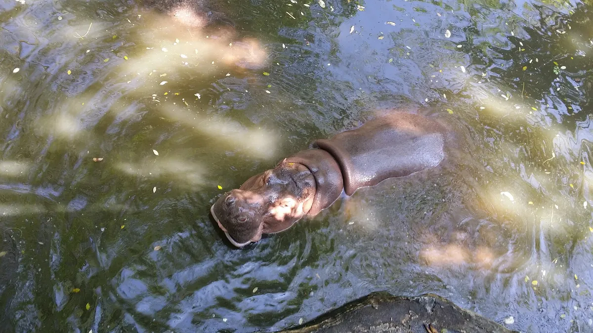 Khao Kheow Open Zoo