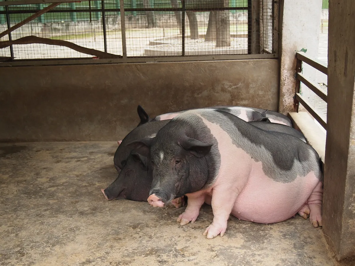 Nanjing Hongshan Forest Zoo