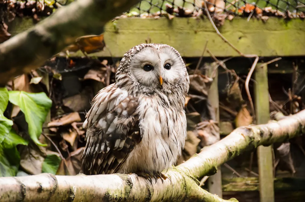 Hawk Conservancy Trust