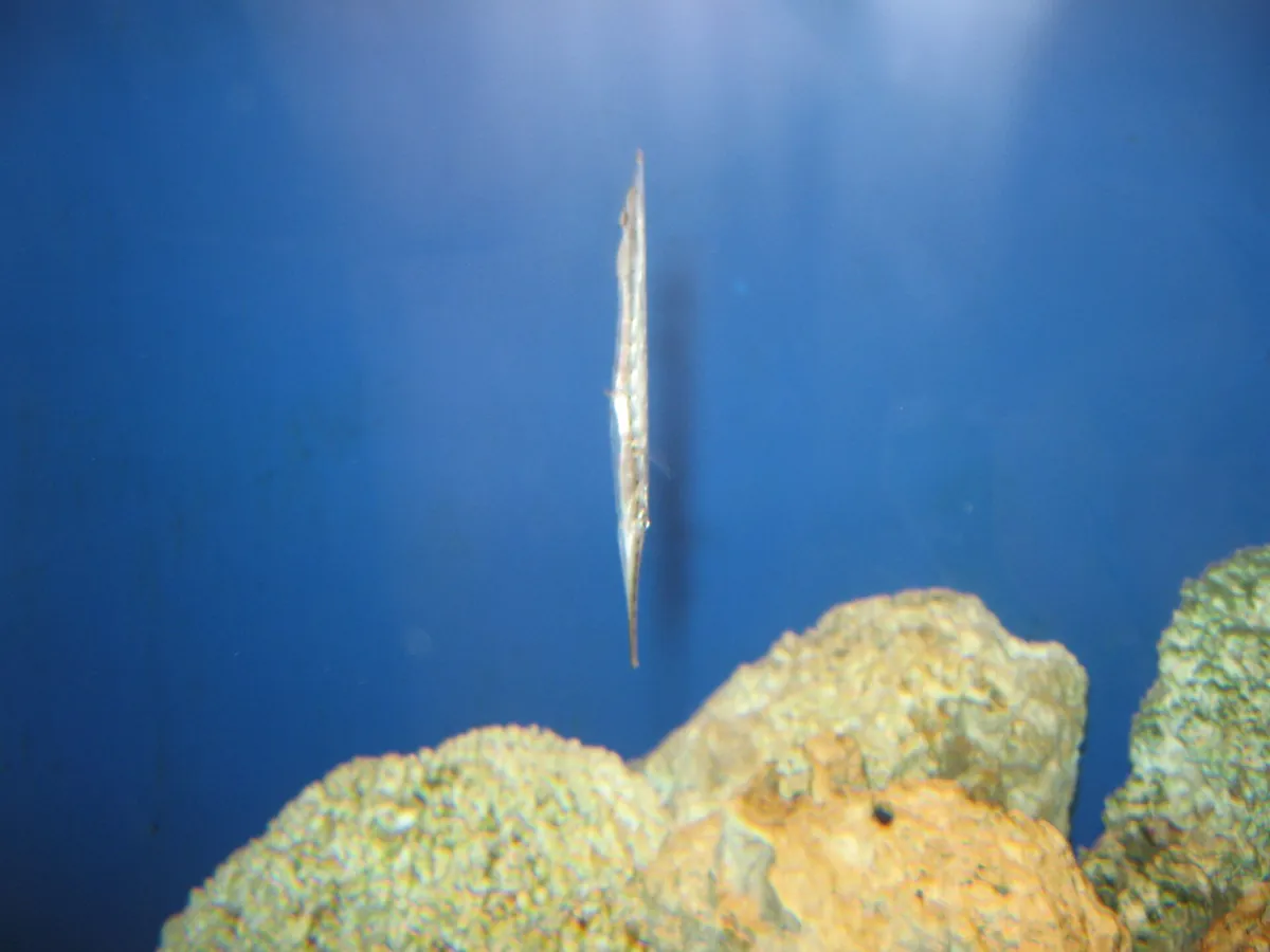 Oklahoma Aquarium