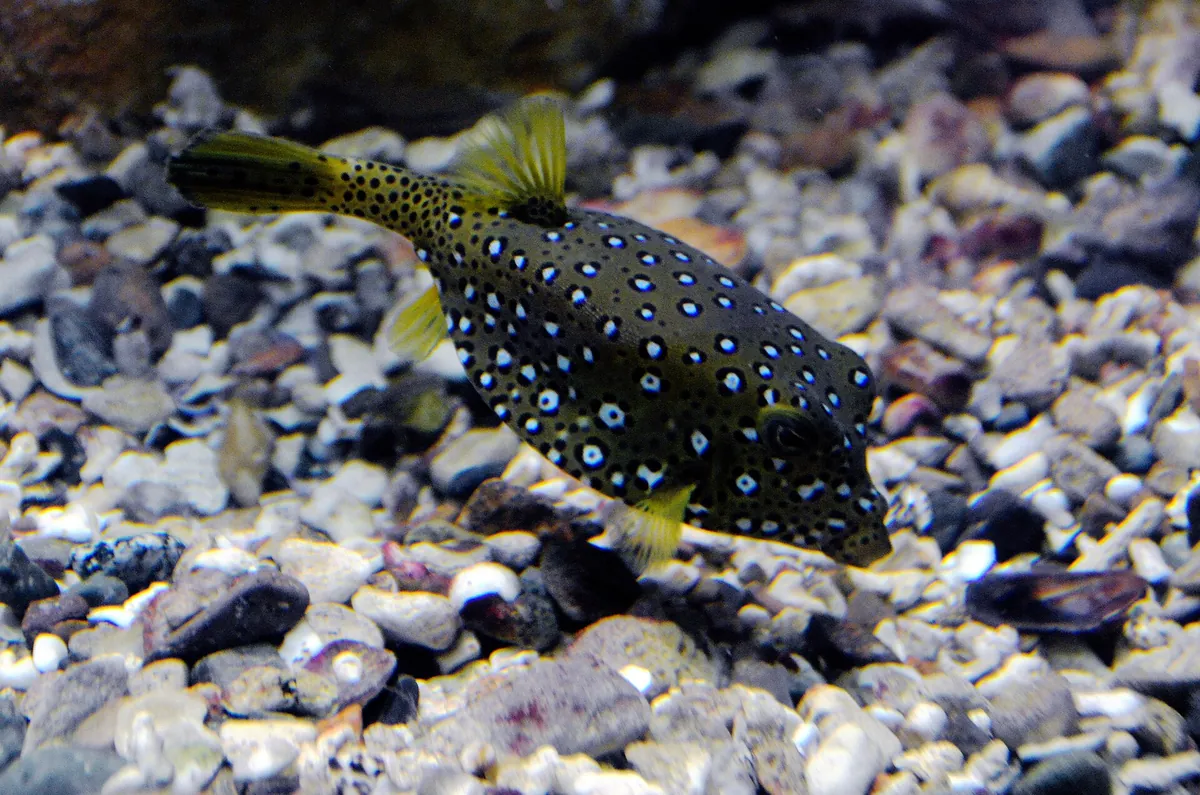 Red Sea Aquarium