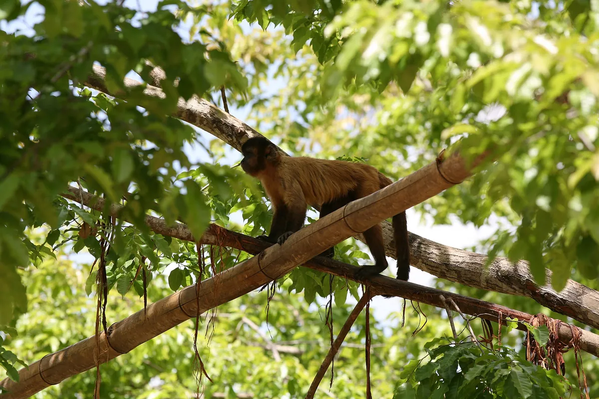 Parque Zoobotânico de Teresina