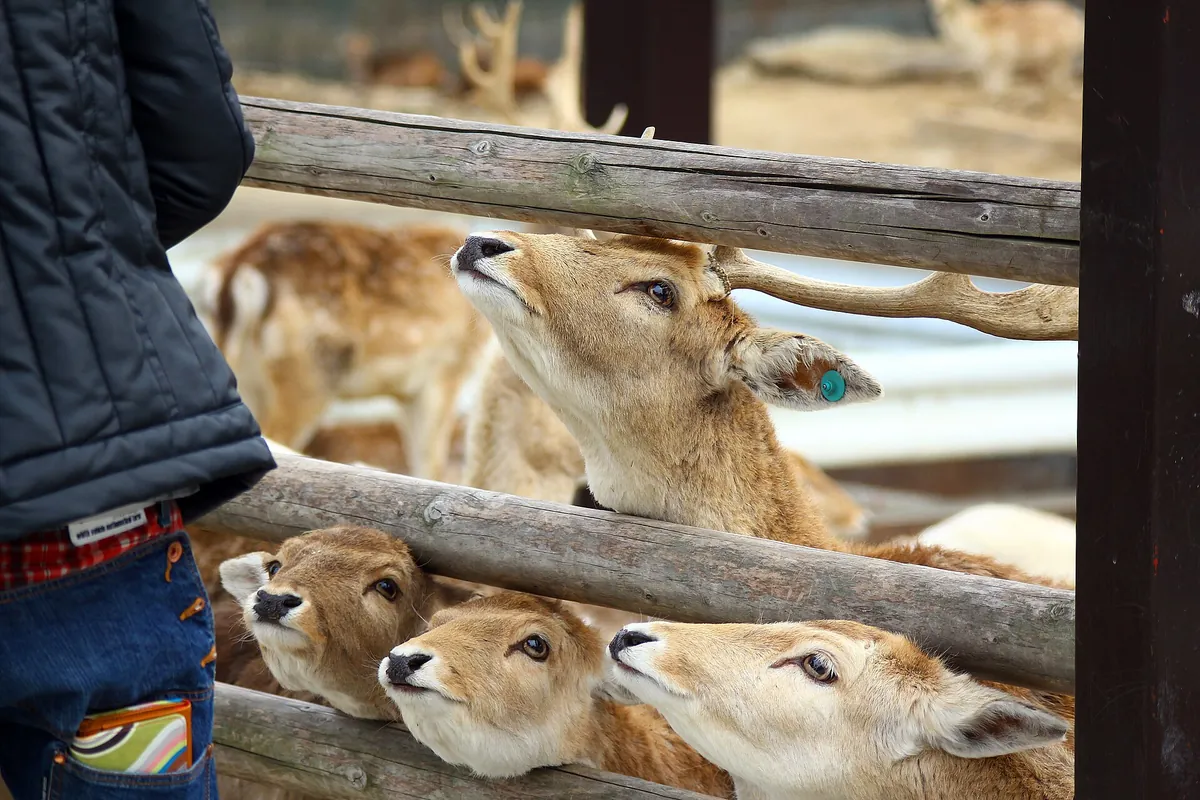 Gunma Safari Park