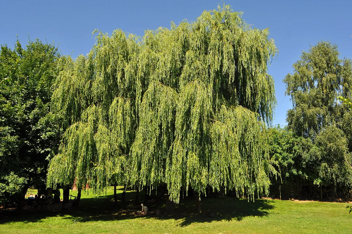 Vogelpark Marlow