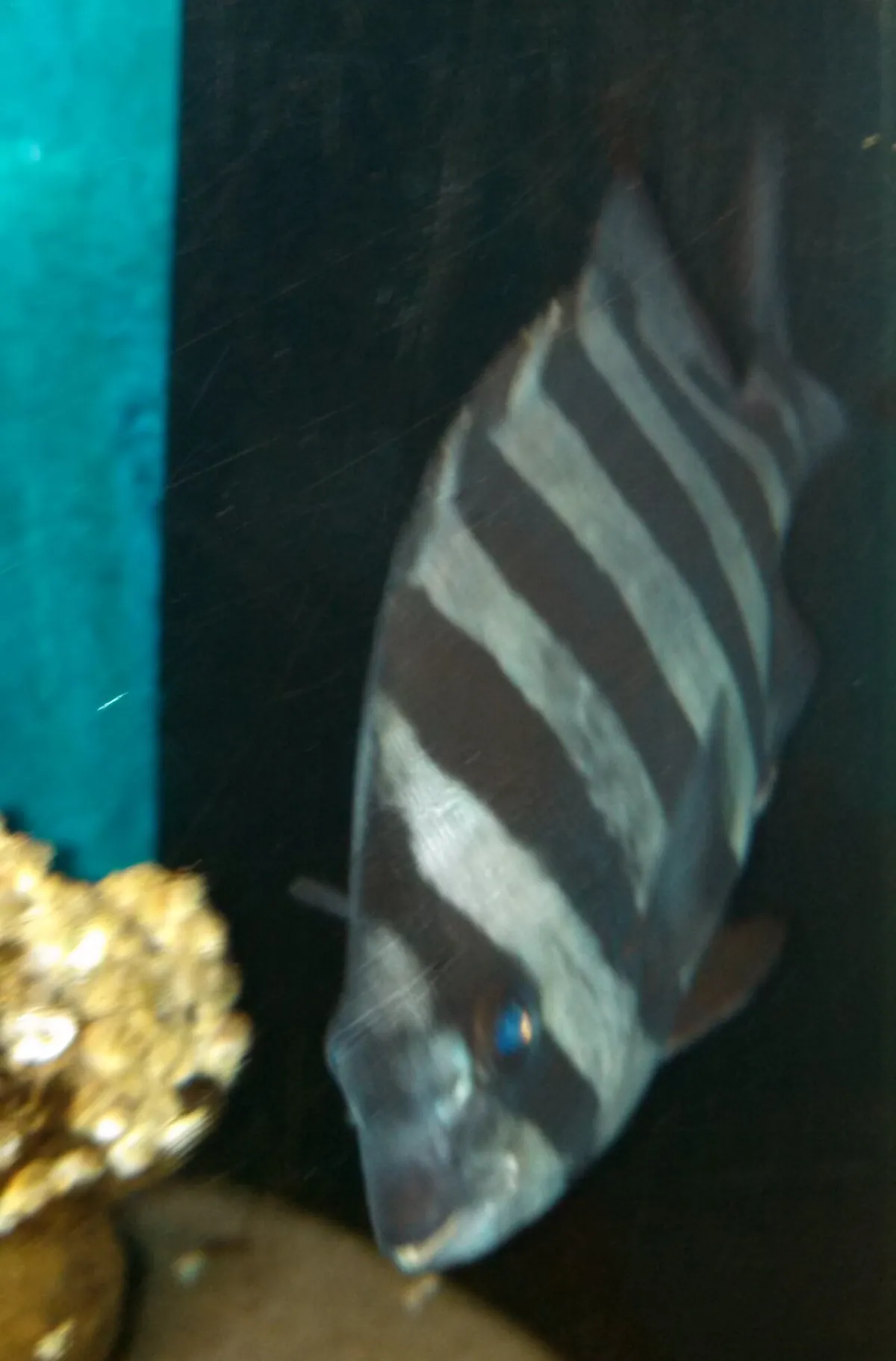 Seaside Aquarium