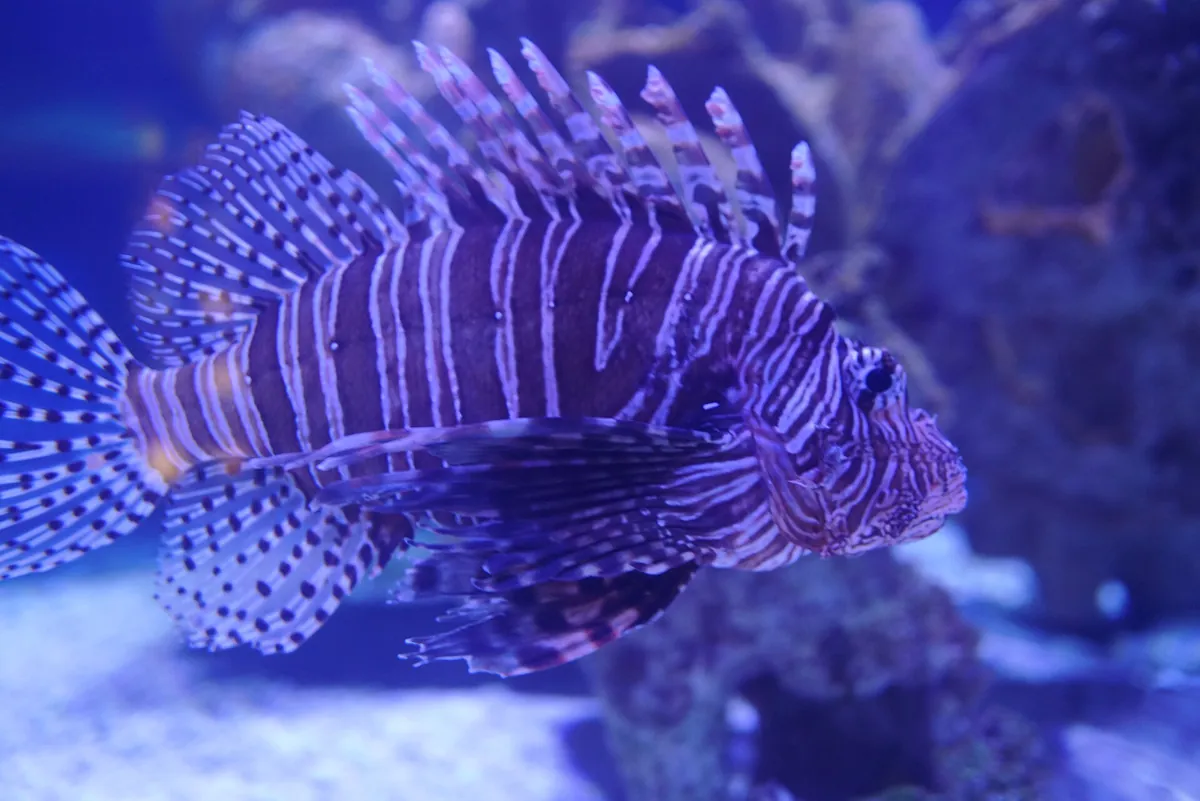 North Carolina Aquarium at Pine Knoll Shores