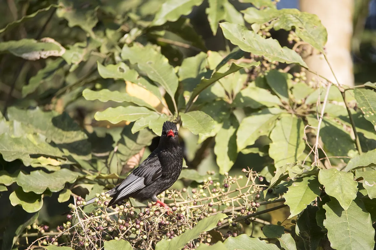Fonghuanggu Bird and Ecology Park