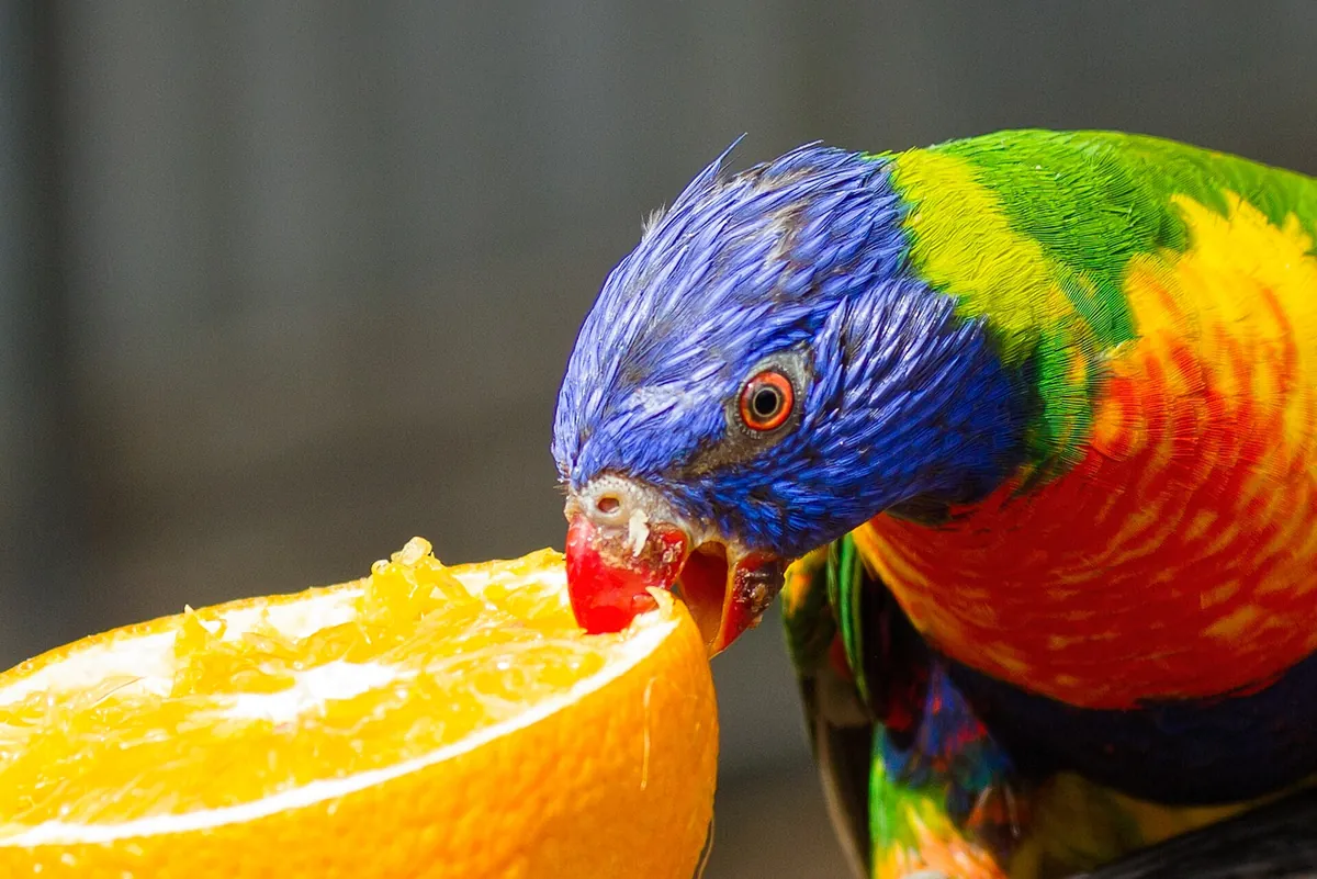 Hunter Valley Wildlife Park