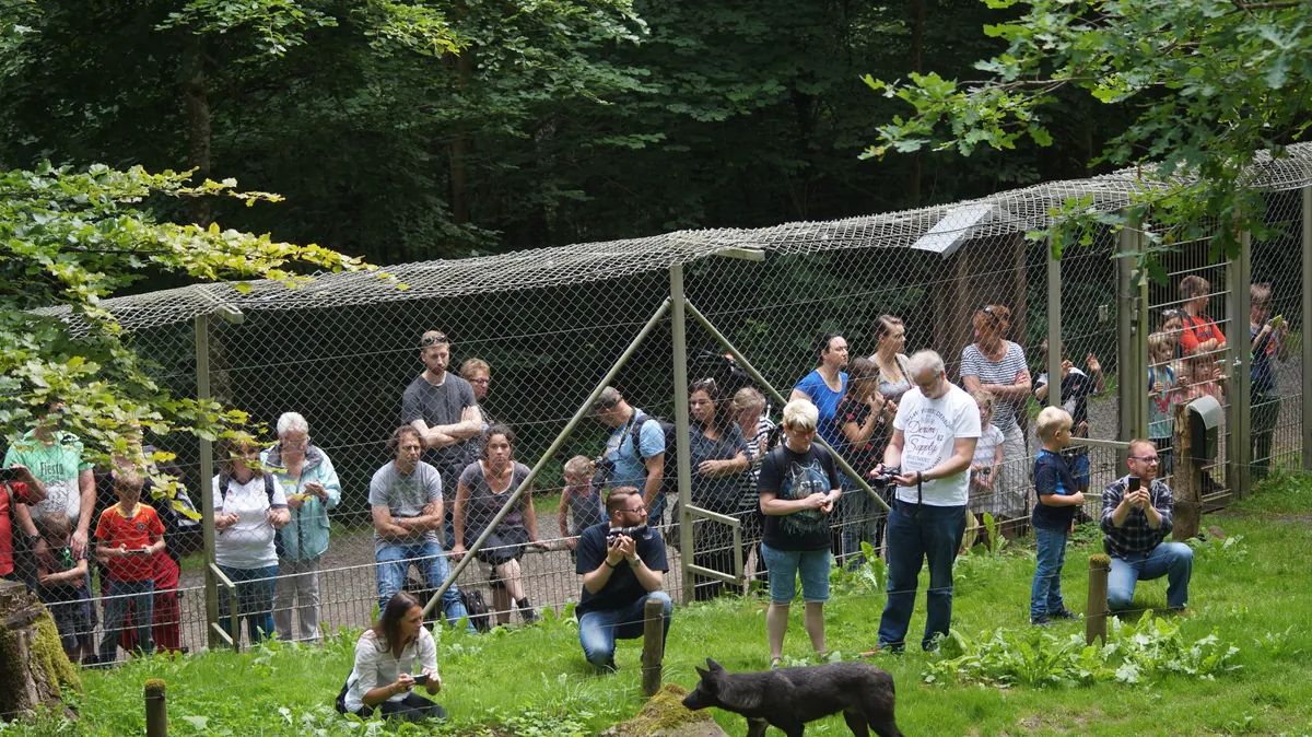 Adler- und Wolfspark Kasselburg