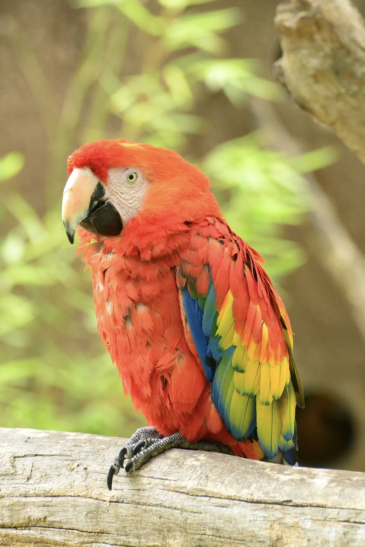 Parc zoologique de Plaisance du Touch
