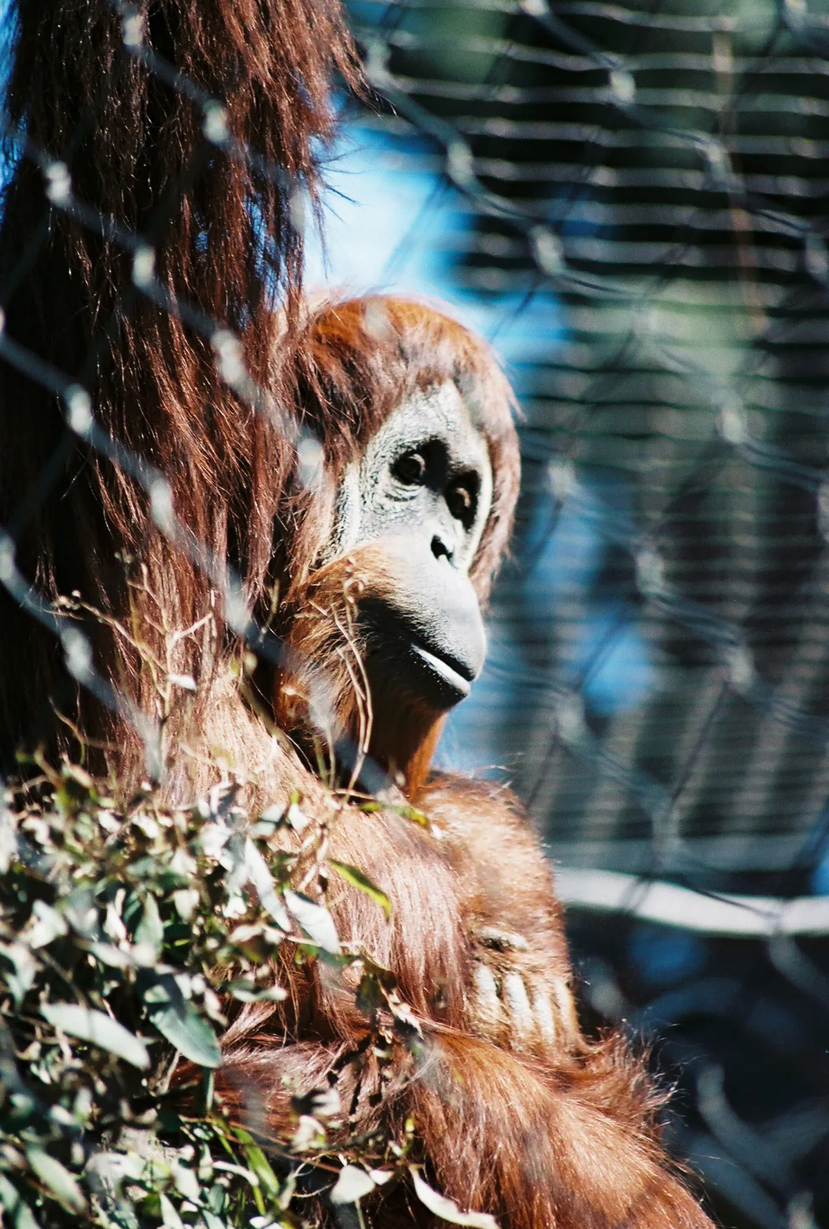 Fresno Chaffee Zoo