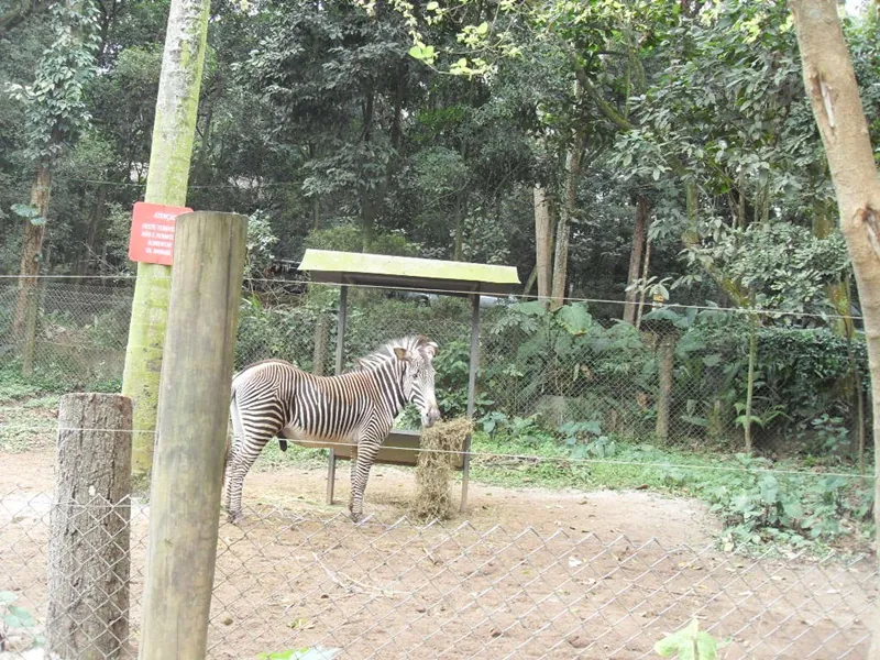 Zoo Safari