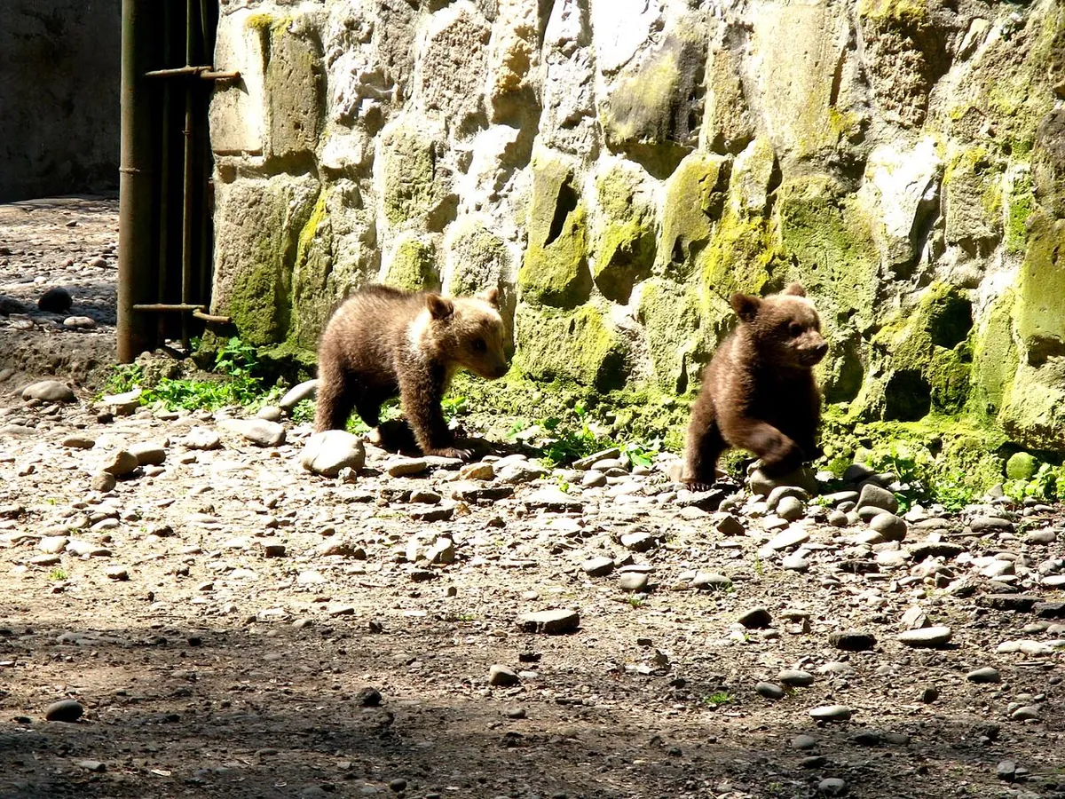 Târgu Mureș Zoo