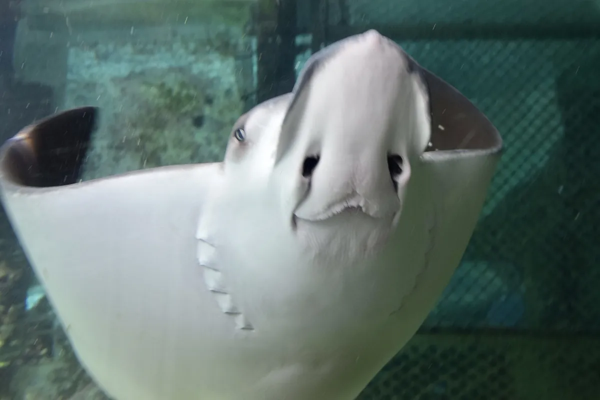 Sea Life Sydney Aquarium