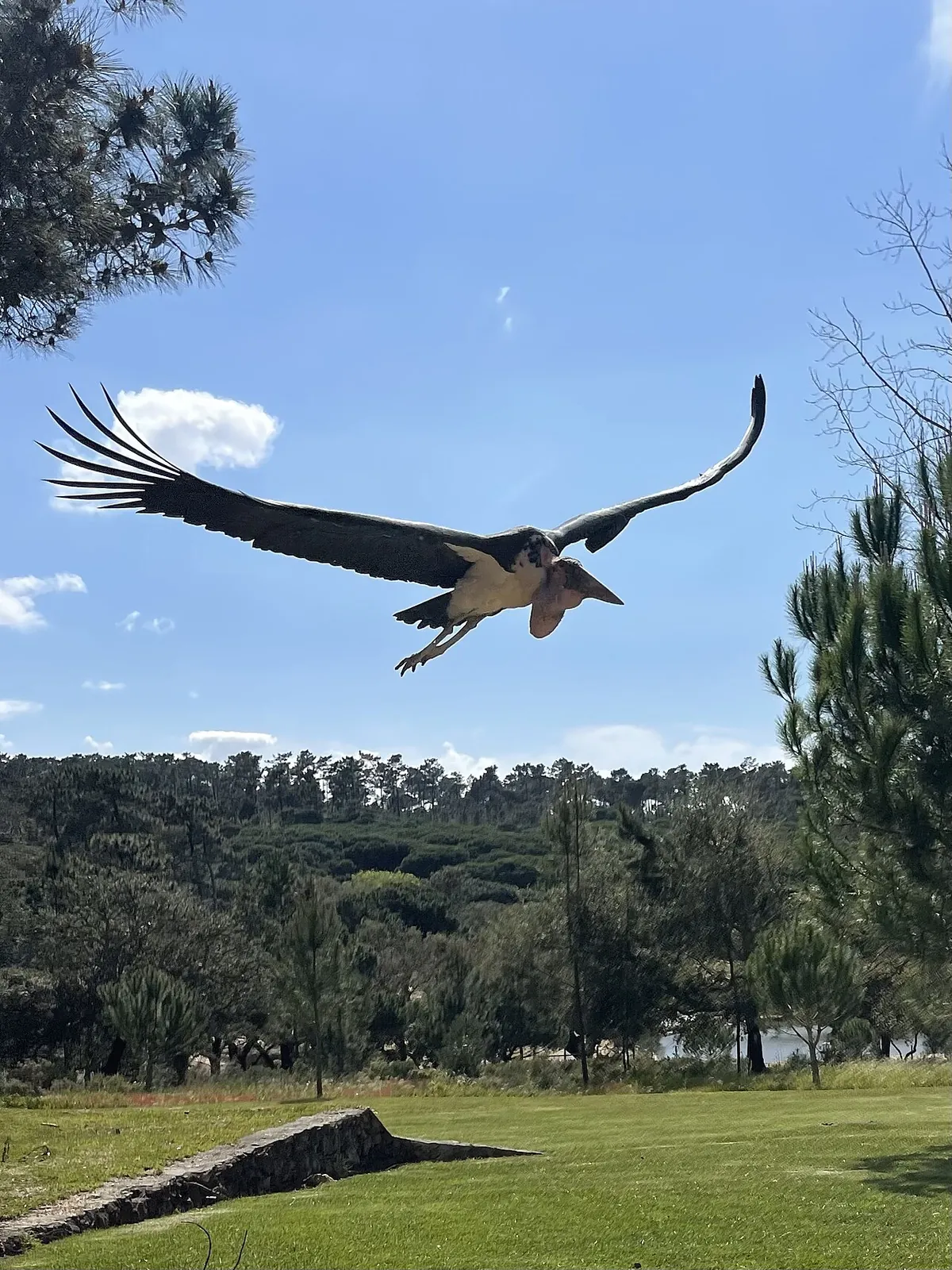 Badoca Safari Park