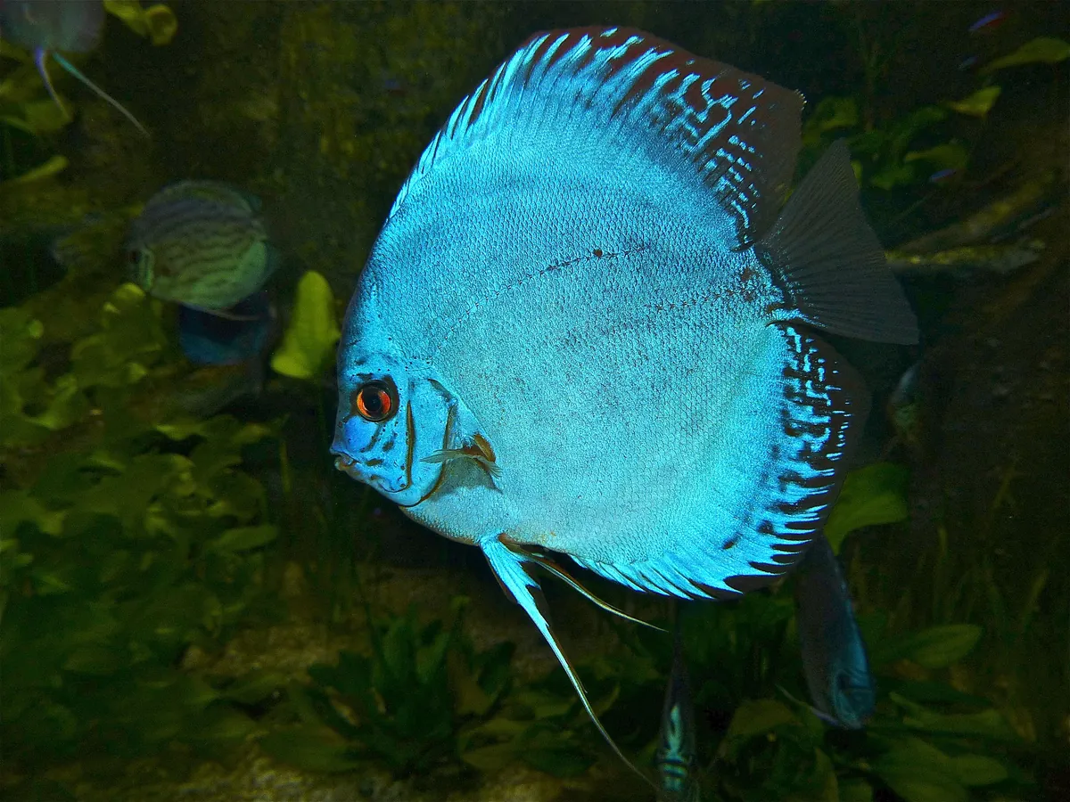 Grand Aquarium de Touraine