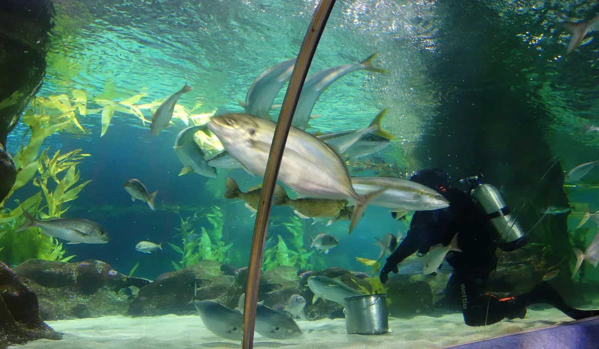 National Aquarium of New Zealand