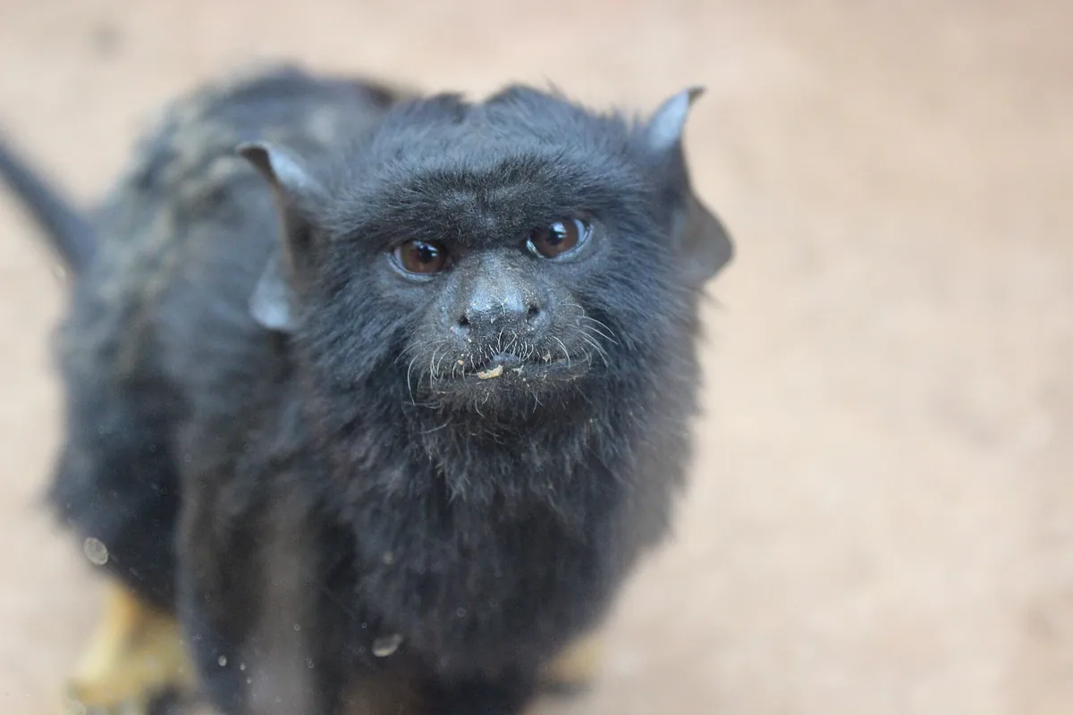Monkey Park