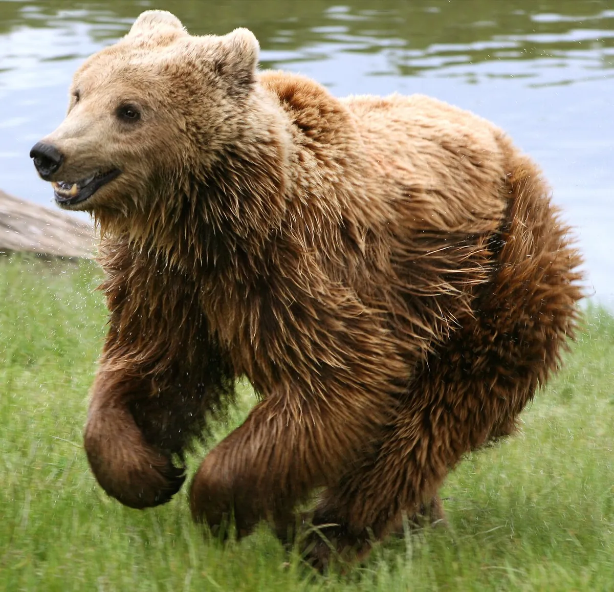 Skandinavisk Dyrepark