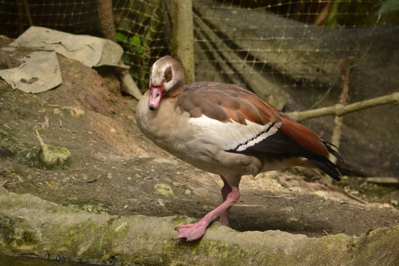 Parque Real De Aves Exoticas