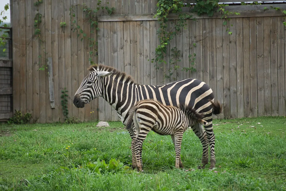Elmvale Jungle Zoo