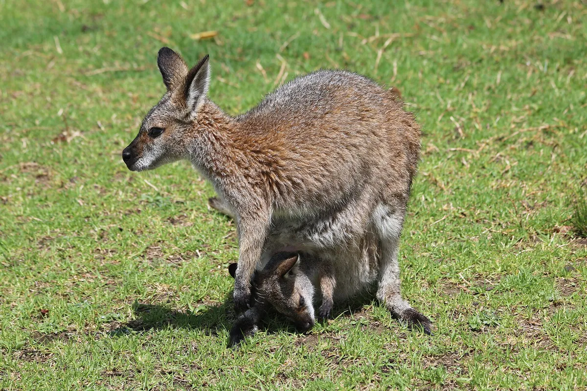 Symbio Wildlife Park