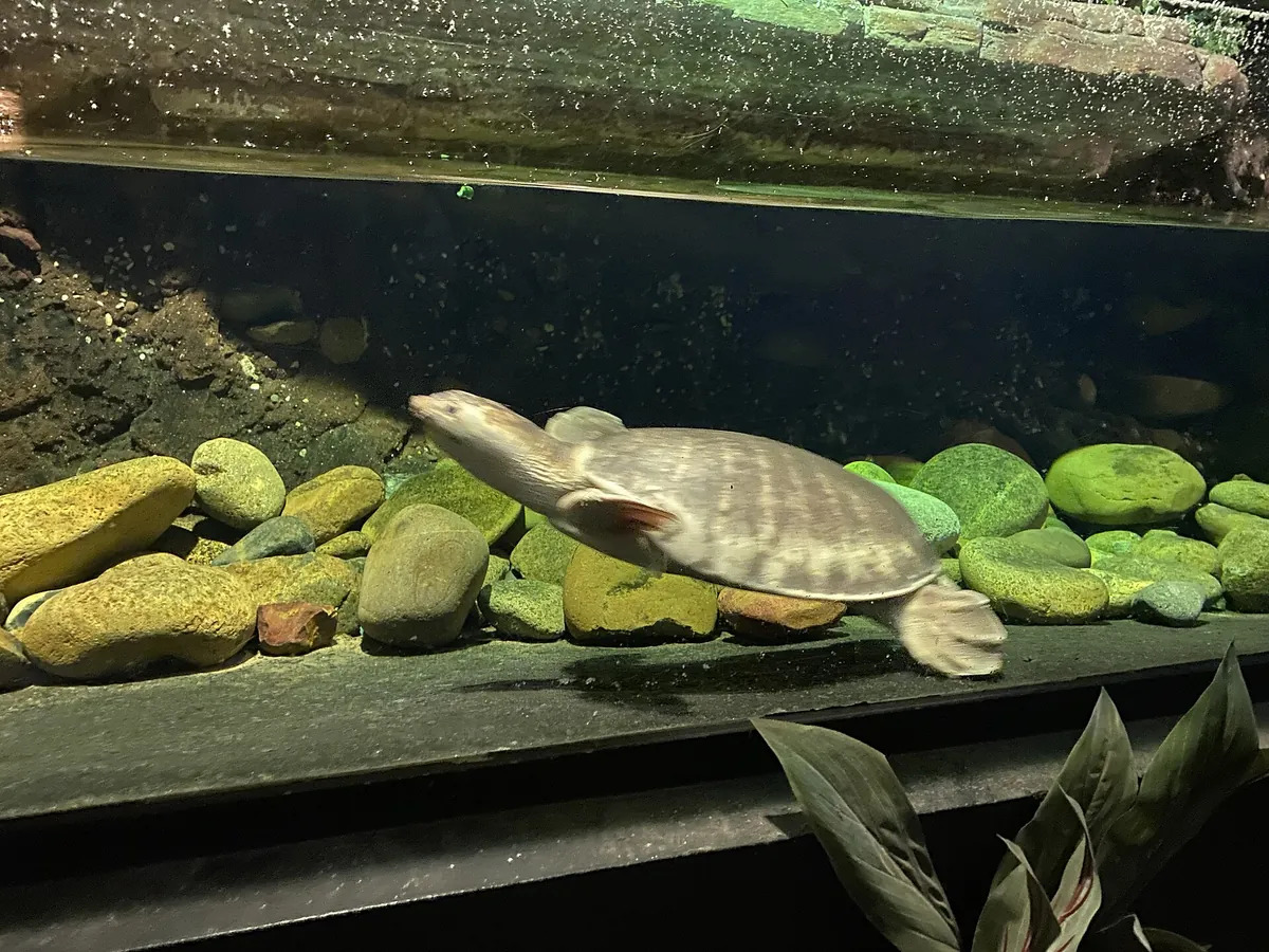 Australian Reptile Park