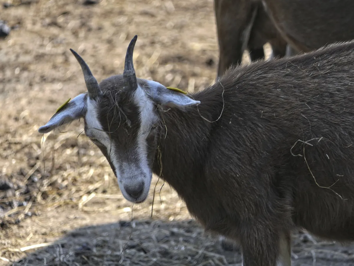 Tierpark Arche Warder