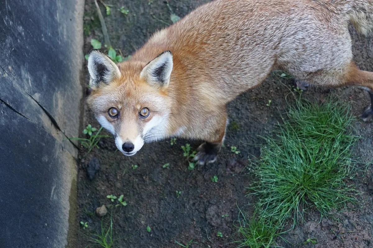 Northumberland Zoo