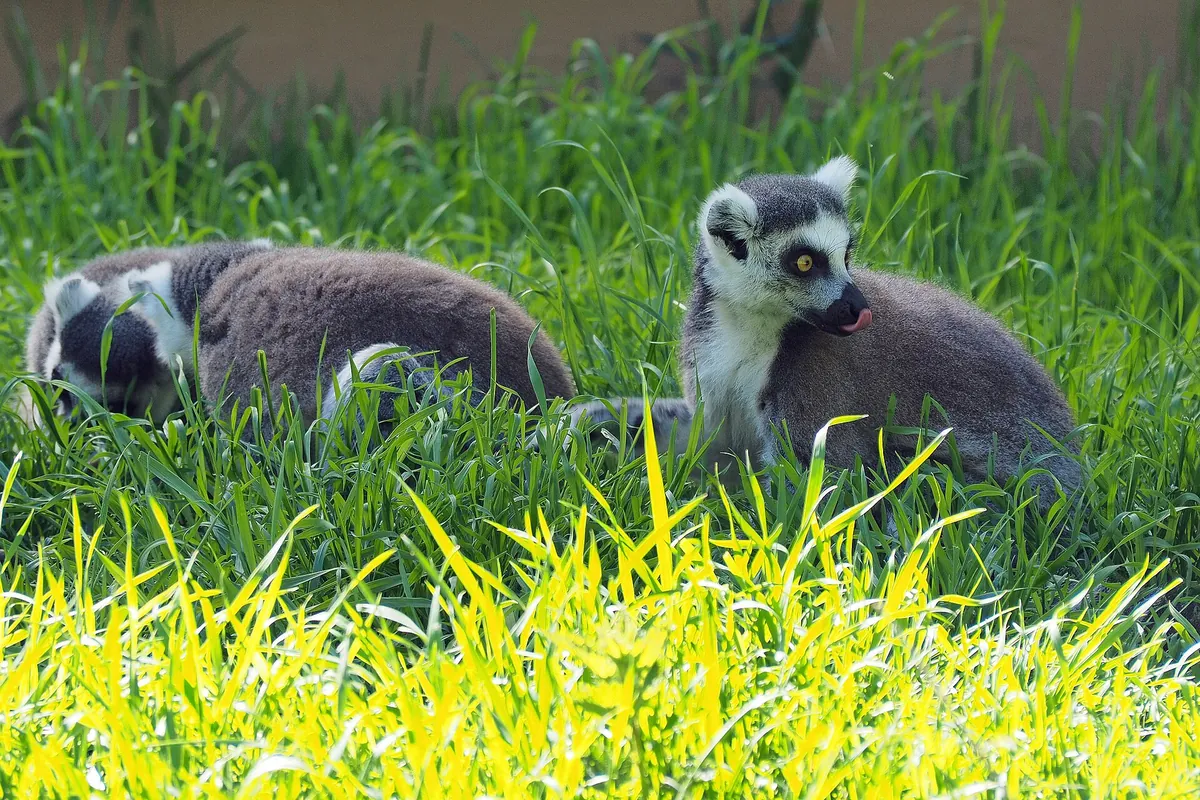 Kaiserslautern Zoo