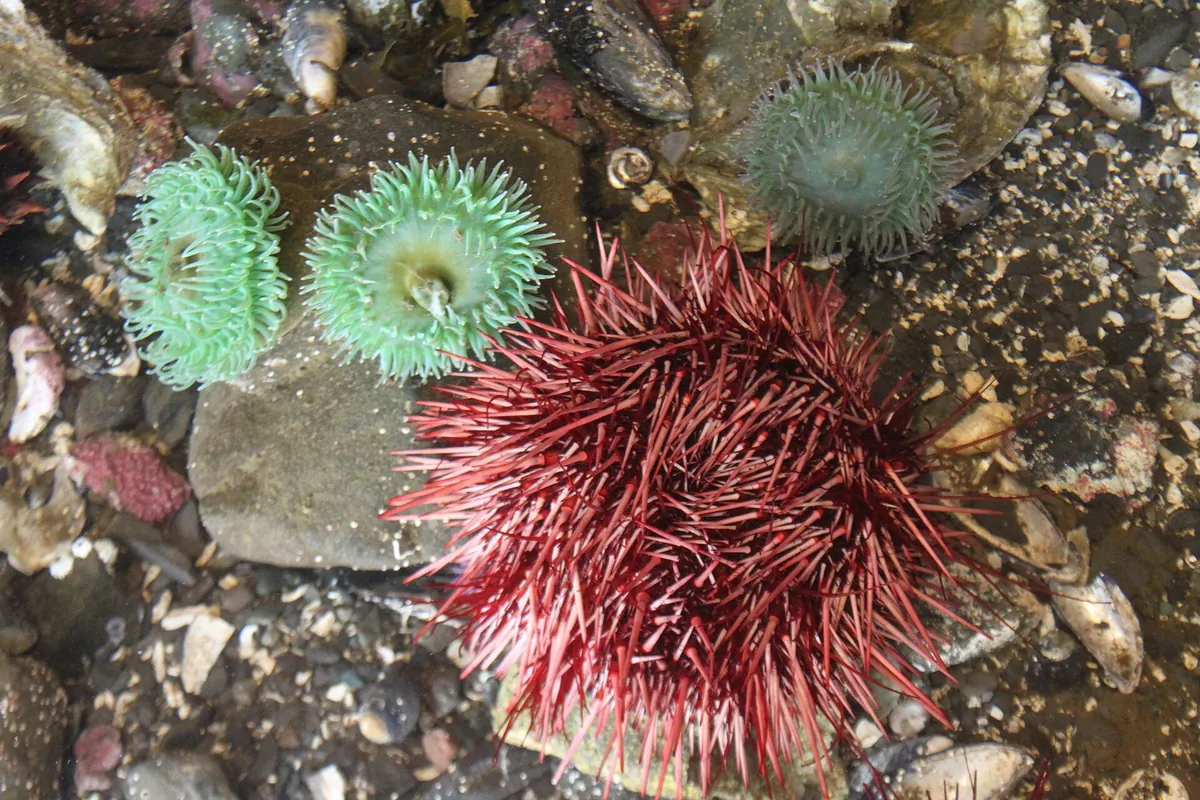 Ucluelet Aquarium