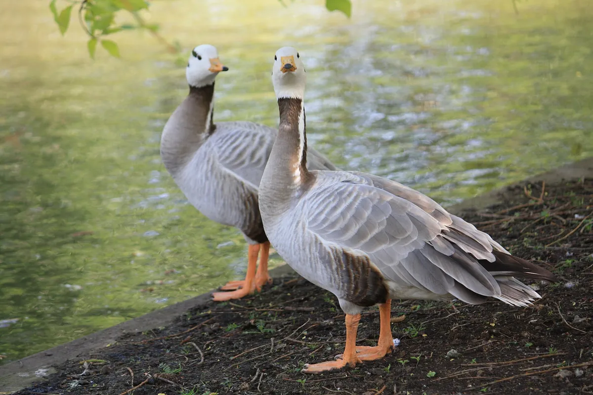 Beale Wildlife Park