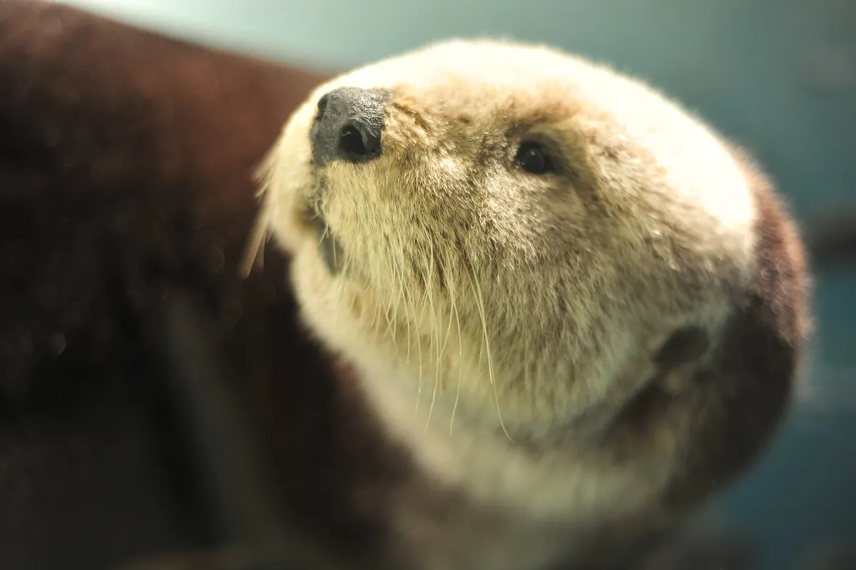 Smithsonian's National Zoo and Conservation Biology Institute