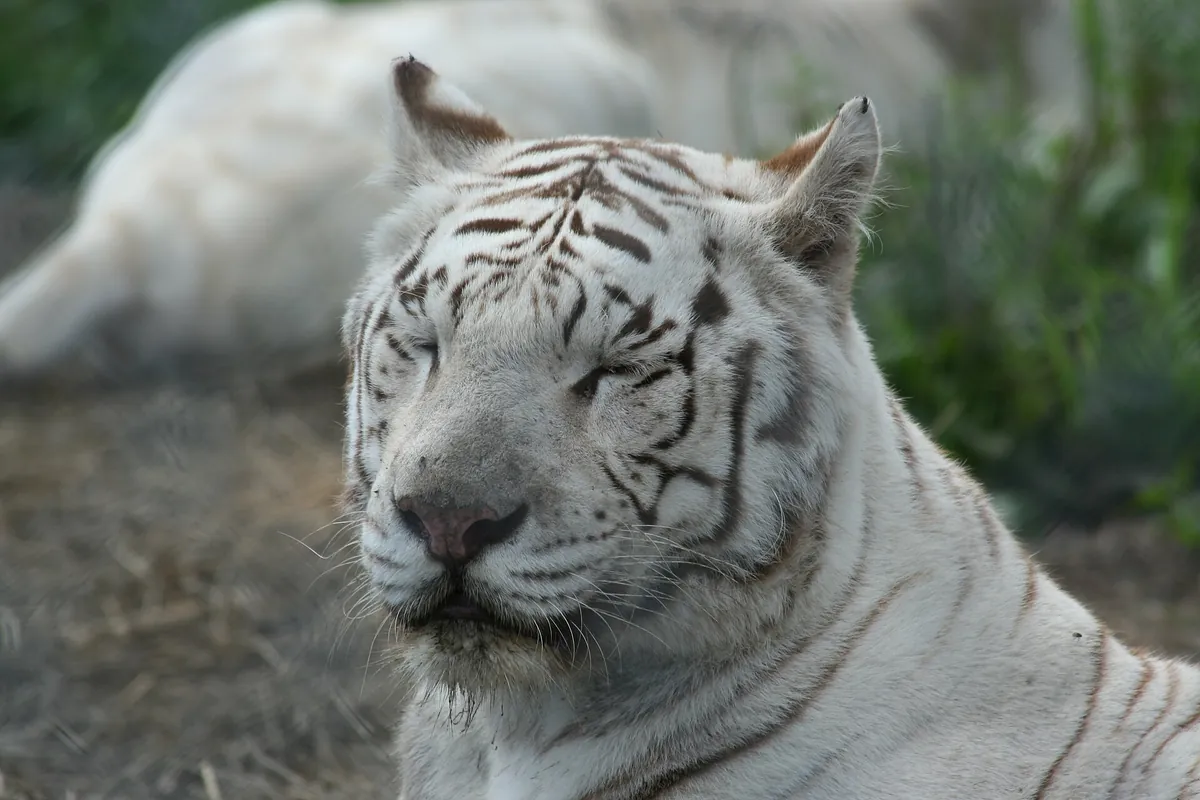 Papanack Park Zoo