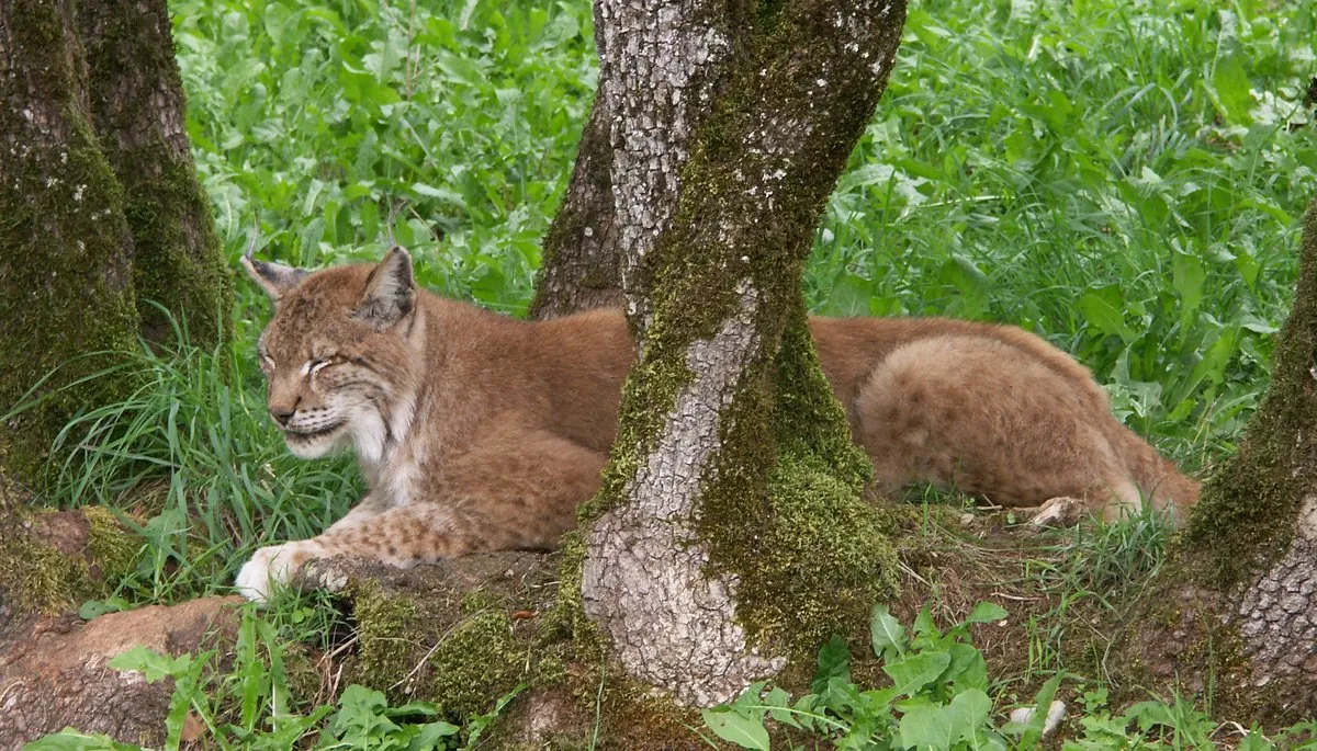 Parc animalier de Gramat